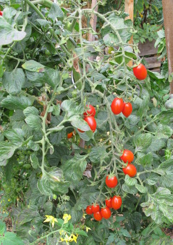 Tomatenpflanze mit Dach