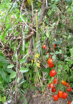 Tomatenpflanze ohne Dach